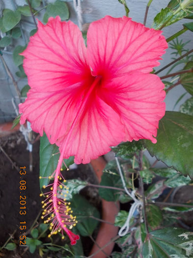 16 august 2013-flori 019