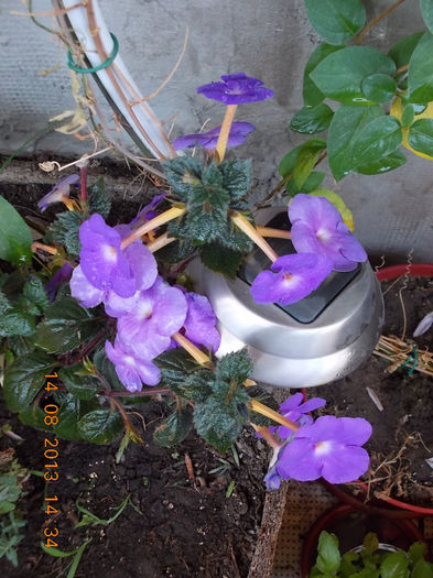16 august 2013-flori 086