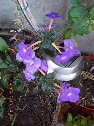 16 august 2013-flori 087
