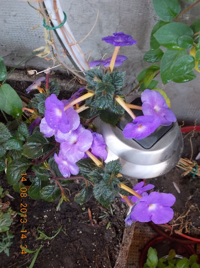 16 august 2013-flori 088