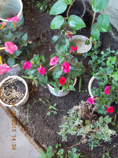 16 august 2013-flori 089