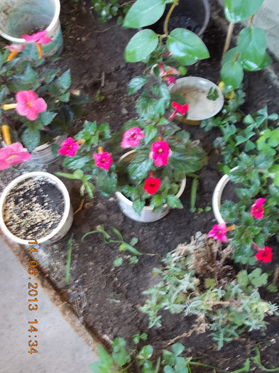 16 august 2013-flori 090