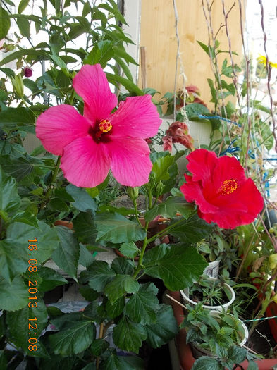 16 august 2013-flori 100