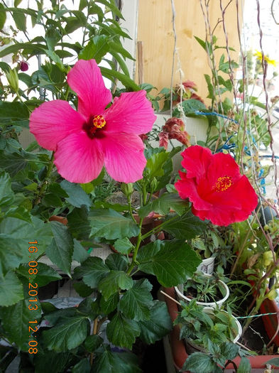 16 august 2013-flori 102