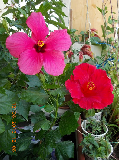 16 august 2013-flori 107
