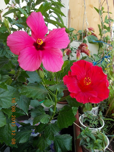 16 august 2013-flori 108
