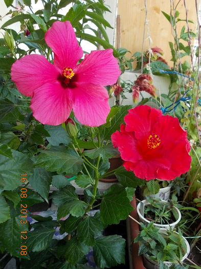 16 august 2013-flori 109