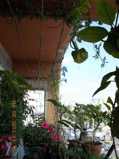 16 august 2013-flori 121