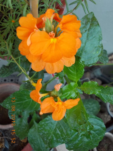 16 august 2013-flori 021 - crossandra