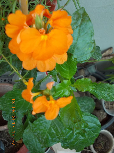 16 august 2013-flori 022 - crossandra