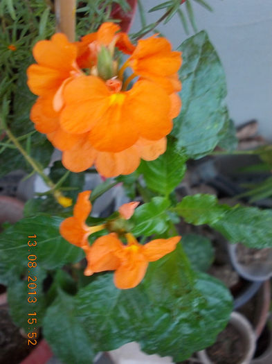 16 august 2013-flori 023 - crossandra