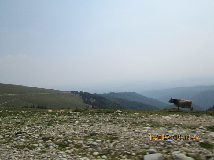 IMG_7837 - Transalpina 2013