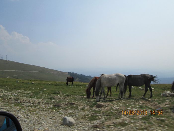 IMG_7836 - Transalpina 2013