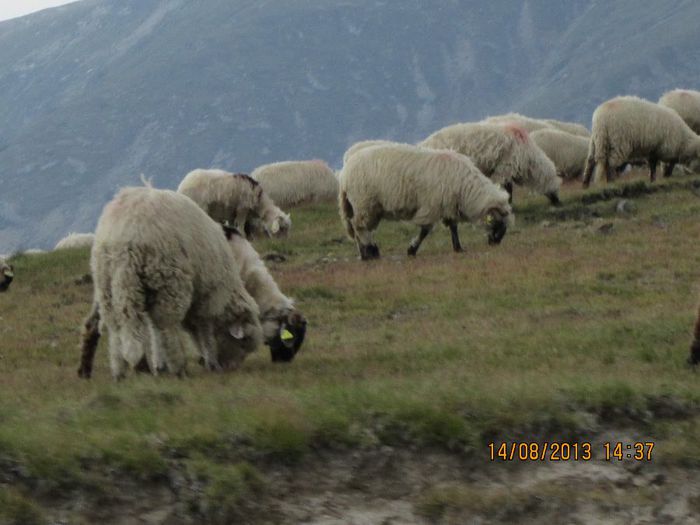 IMG_7808 - Transalpina 2013