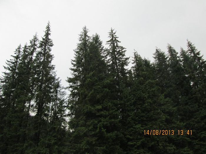 IMG_7775 - Transalpina 2013