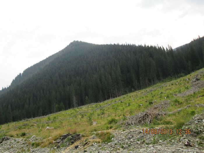 IMG_7718 - Transalpina 2013