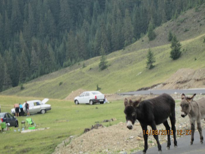 IMG_7705 - Transalpina 2013