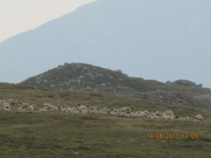 IMG_7650 - Transalpina 2013