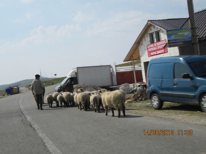 IMG_7521 - Transalpina 2013