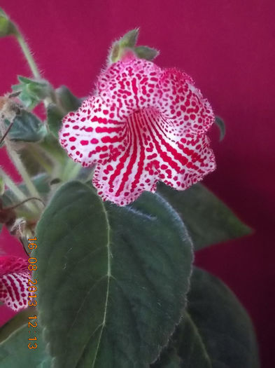 16 august 2013-flori 140 - kohleria