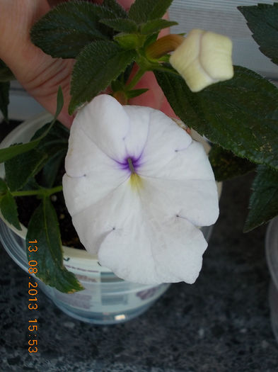 16 august 2013-flori 026