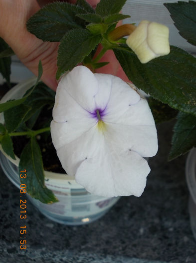 16 august 2013-flori 027