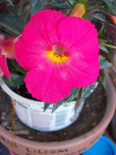 16 august 2013-flori 028 - achimenes