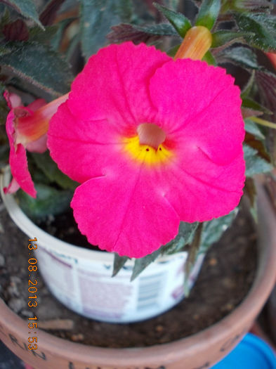 16 august 2013-flori 029 - achimenes