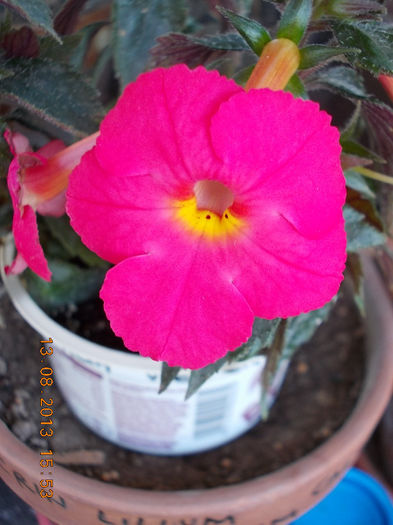 16 august 2013-flori 030 - achimenes