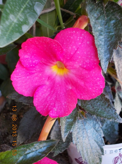 16 august 2013-flori 035 - achimenes