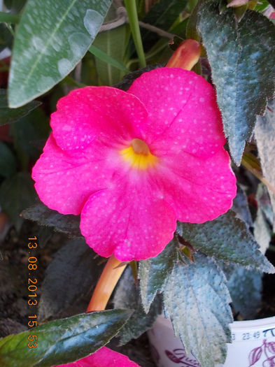 16 august 2013-flori 036