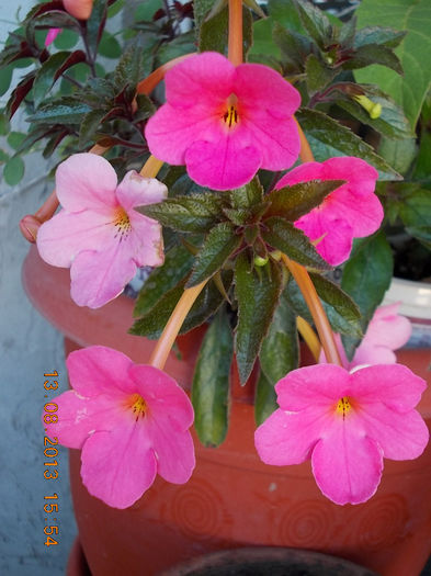 16 august 2013-flori 037 - achimenes