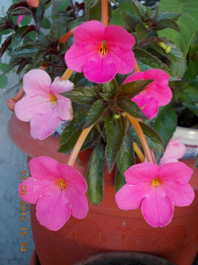 16 august 2013-flori 038 - achimenes