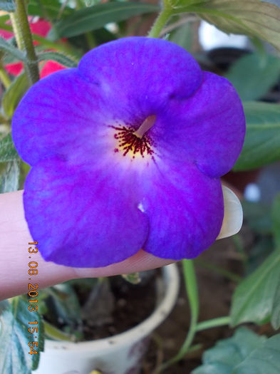 16 august 2013-flori 044