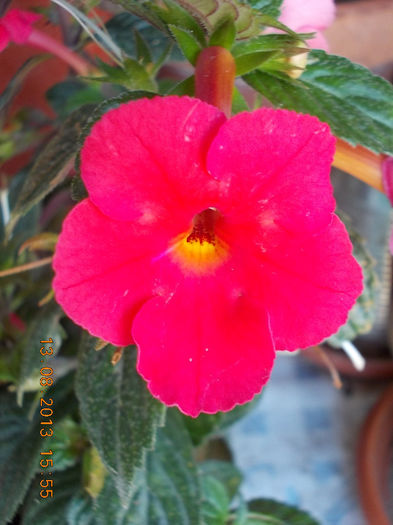 16 august 2013-flori 046