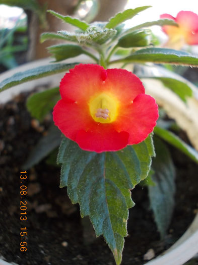 16 august 2013-flori 056