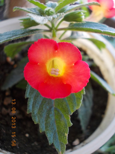 16 august 2013-flori 057