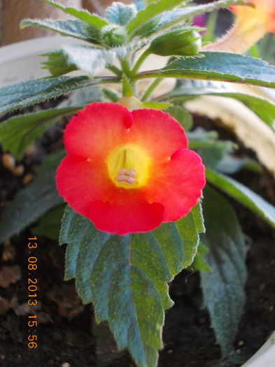 16 august 2013-flori 059 - achimenes