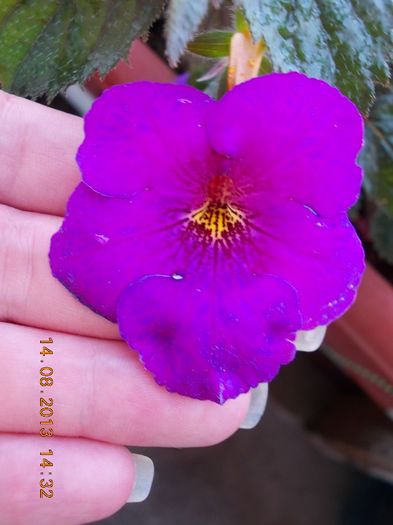 16 august 2013-flori 075 - achimenes