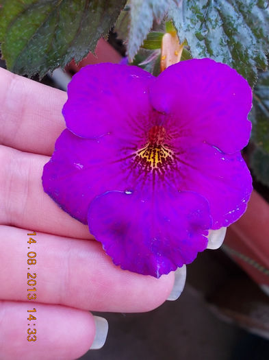 16 august 2013-flori 076