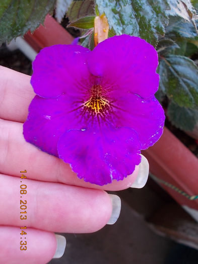 16 august 2013-flori 077