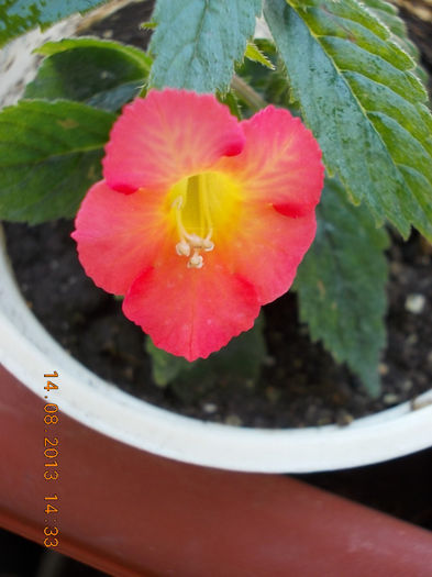 16 august 2013-flori 080
