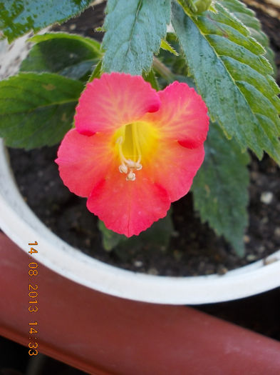16 august 2013-flori 081