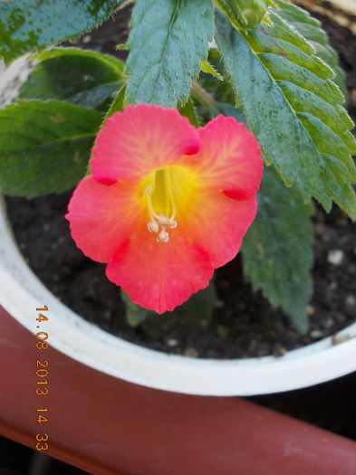 16 august 2013-flori 082