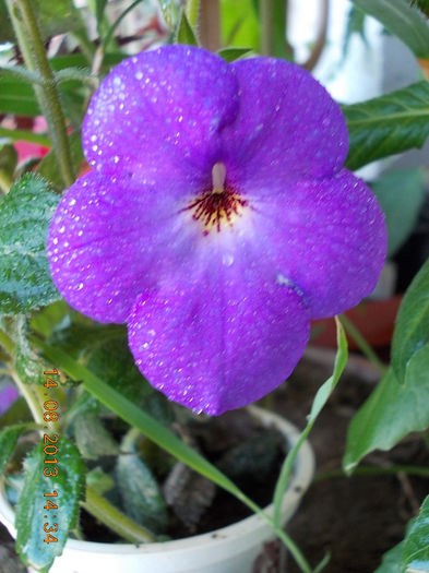 16 august 2013-flori 083