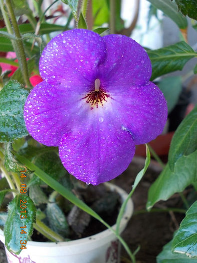 16 august 2013-flori 085 - achimenes