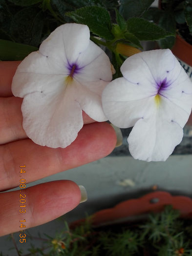 16 august 2013-flori 092