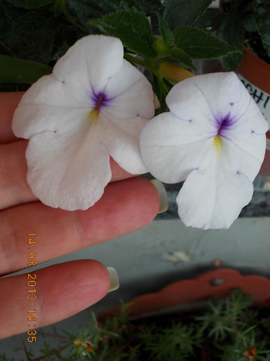 16 august 2013-flori 093