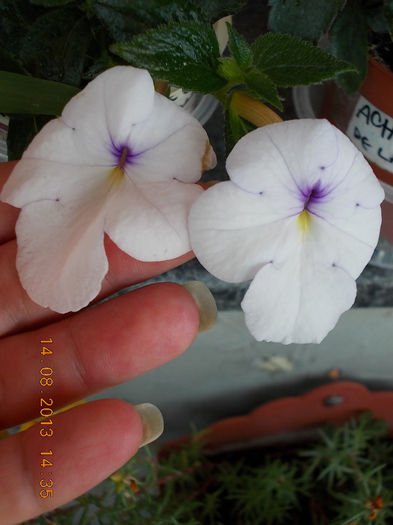 16 august 2013-flori 094 - achimenes