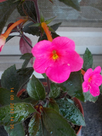 16 august 2013-flori 096 - achimenes